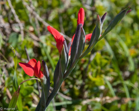 Plancia ëd Gladiolus cunonius (L.) Gaertn.