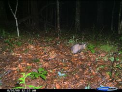 Image of Virginia Opossum