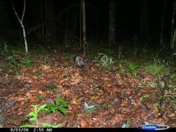 Image of Virginia Opossum