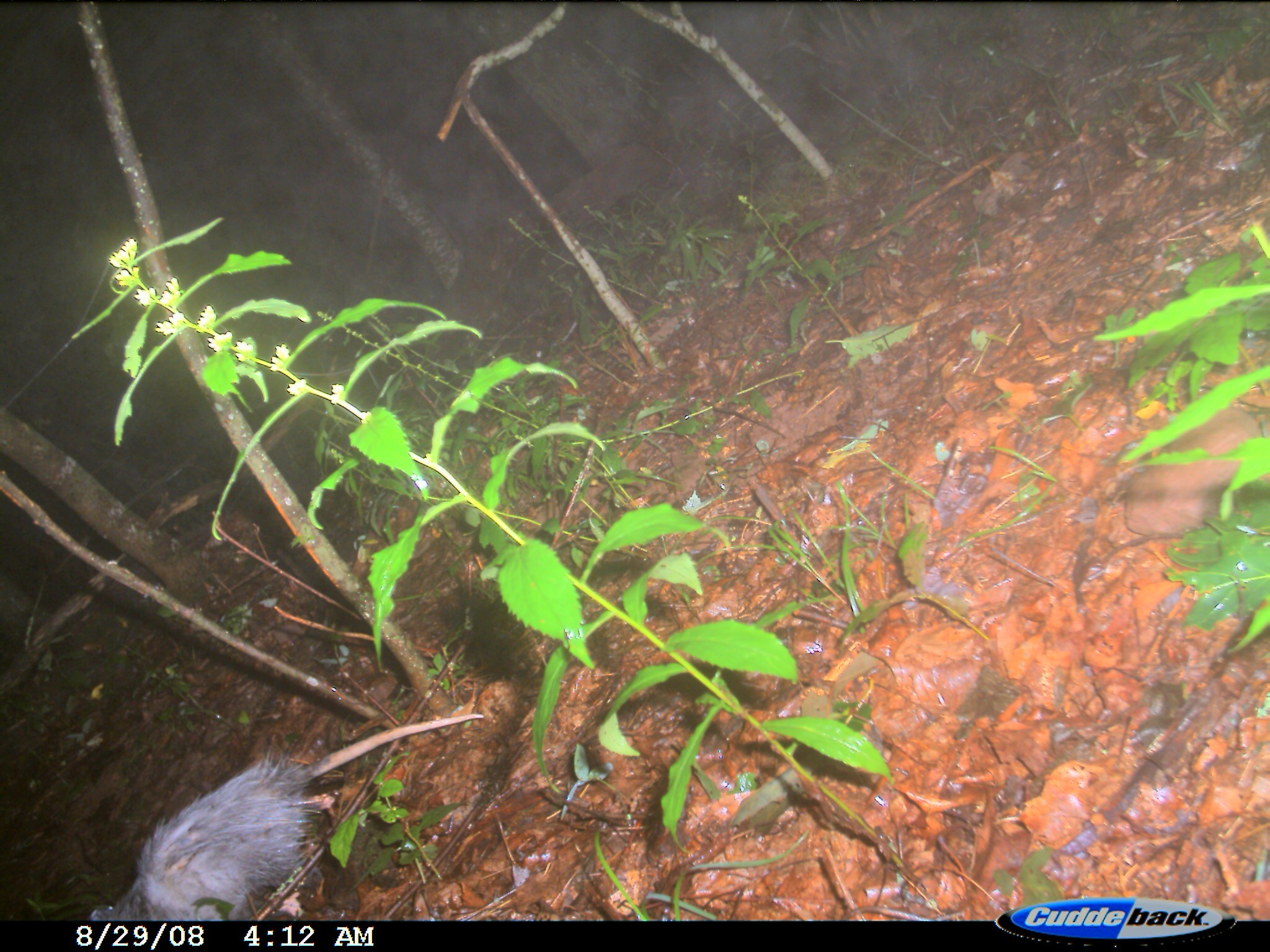 Image of Virginia Opossum