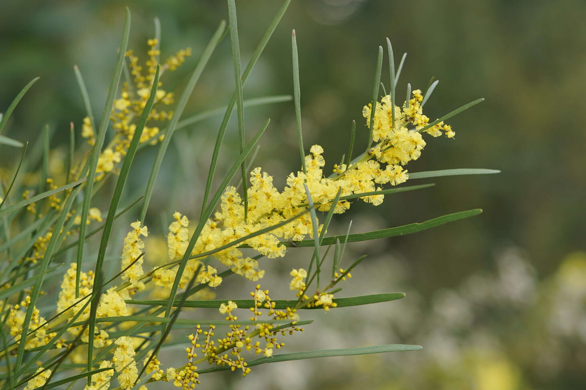 Imagem de Acacia mucronata Willd. ex H. L. Wendl.