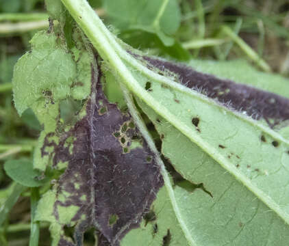 Image of Bactericera antennata (Crawford 1910)