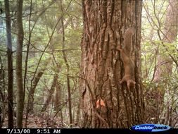 Image of Eastern Fox Squirrel