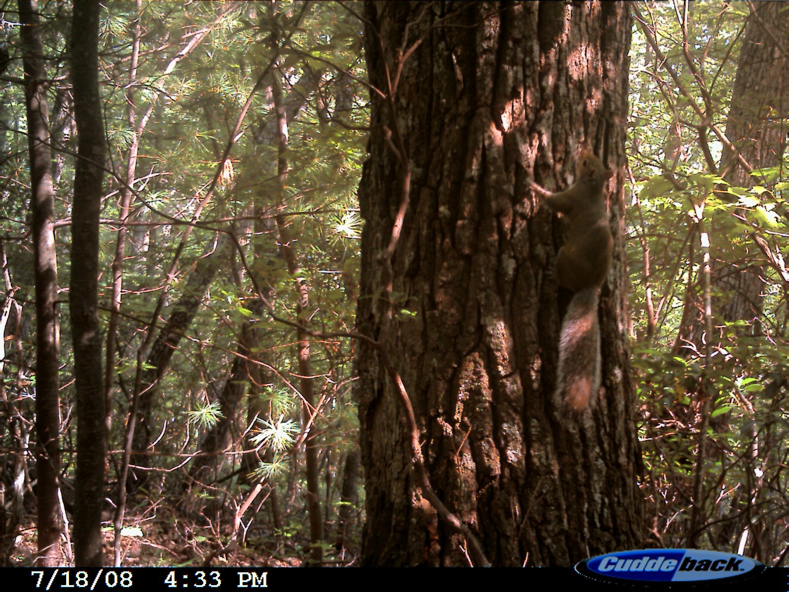 Image of Eastern Fox Squirrel