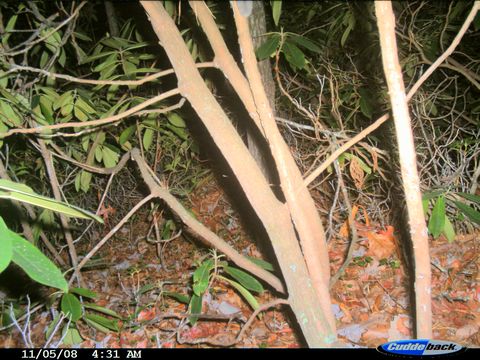 Image of Mexican Flying Squirrel