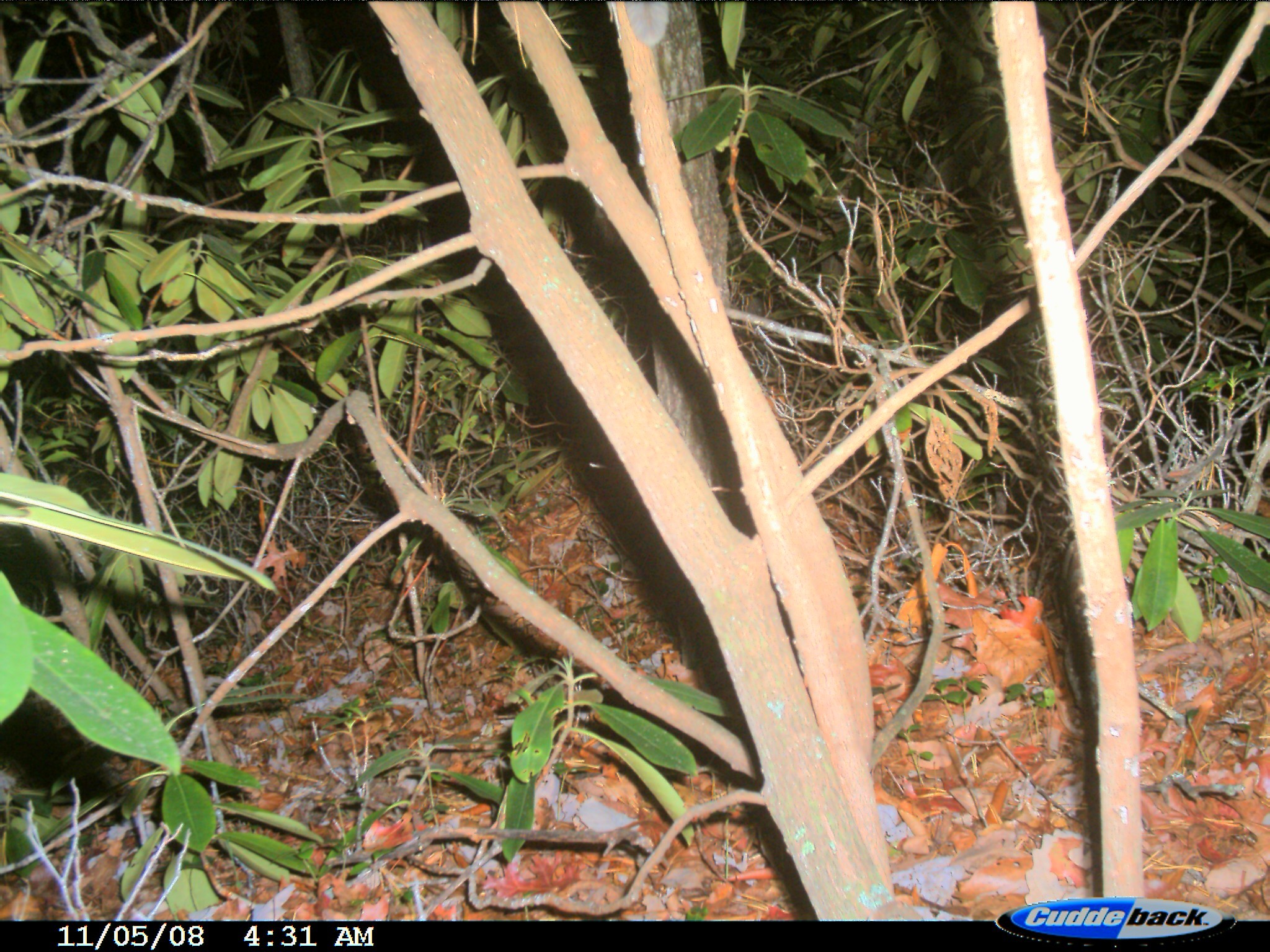 Image of Mexican Flying Squirrel