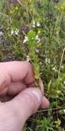 Image de Euphrasia pectinata Ten.