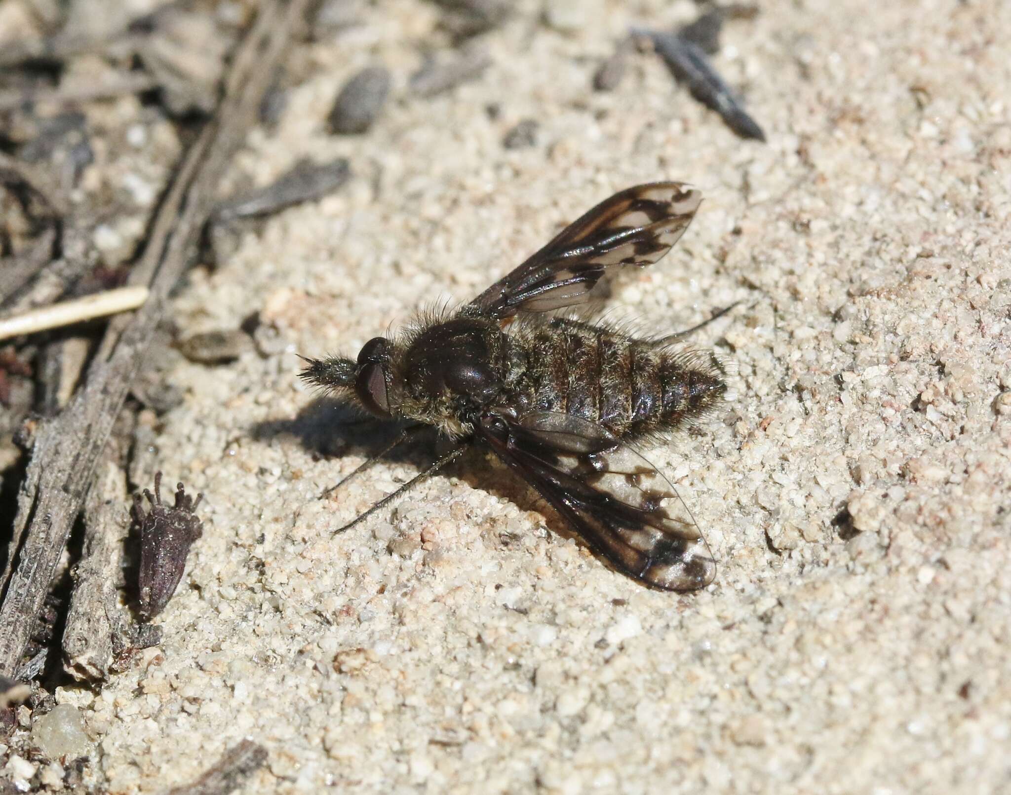 Image of Conophorus fenestratus (Osten Sacken 1877)