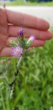 Слика од Carduus pycnocephalus subsp. marmoratus (Boiss. & Heldr.) P. H. Davis