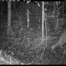 Image of South American Red Brocket