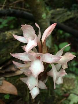 Image of Pteroglossa roseoalba (Rchb. fil.) Salazar & M. W. Chase