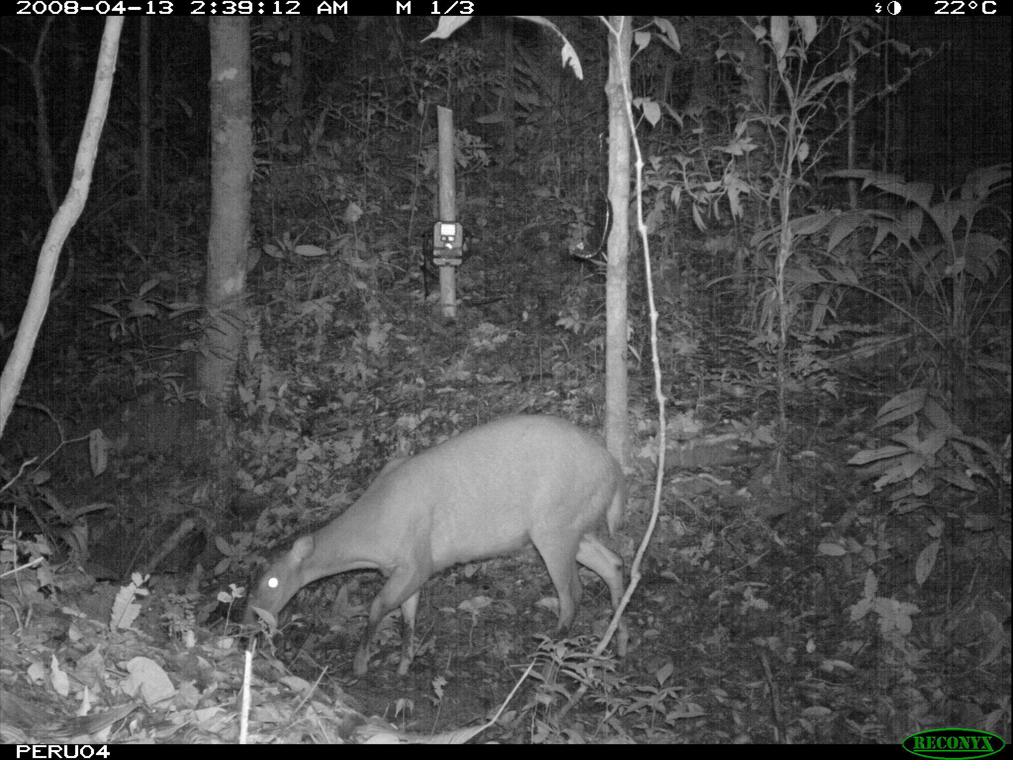 Image of South American Red Brocket