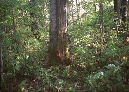 Image of American Red Squirrel