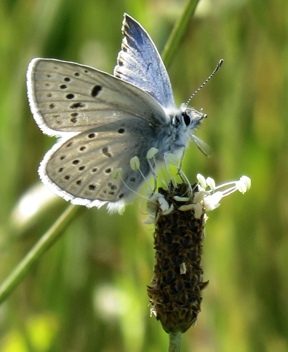 Sivun Icaricia icarioides missionensis (Hovanitz 1937) kuva