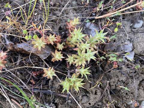 صورة Sedum stenopetalum subsp. stenopetalum