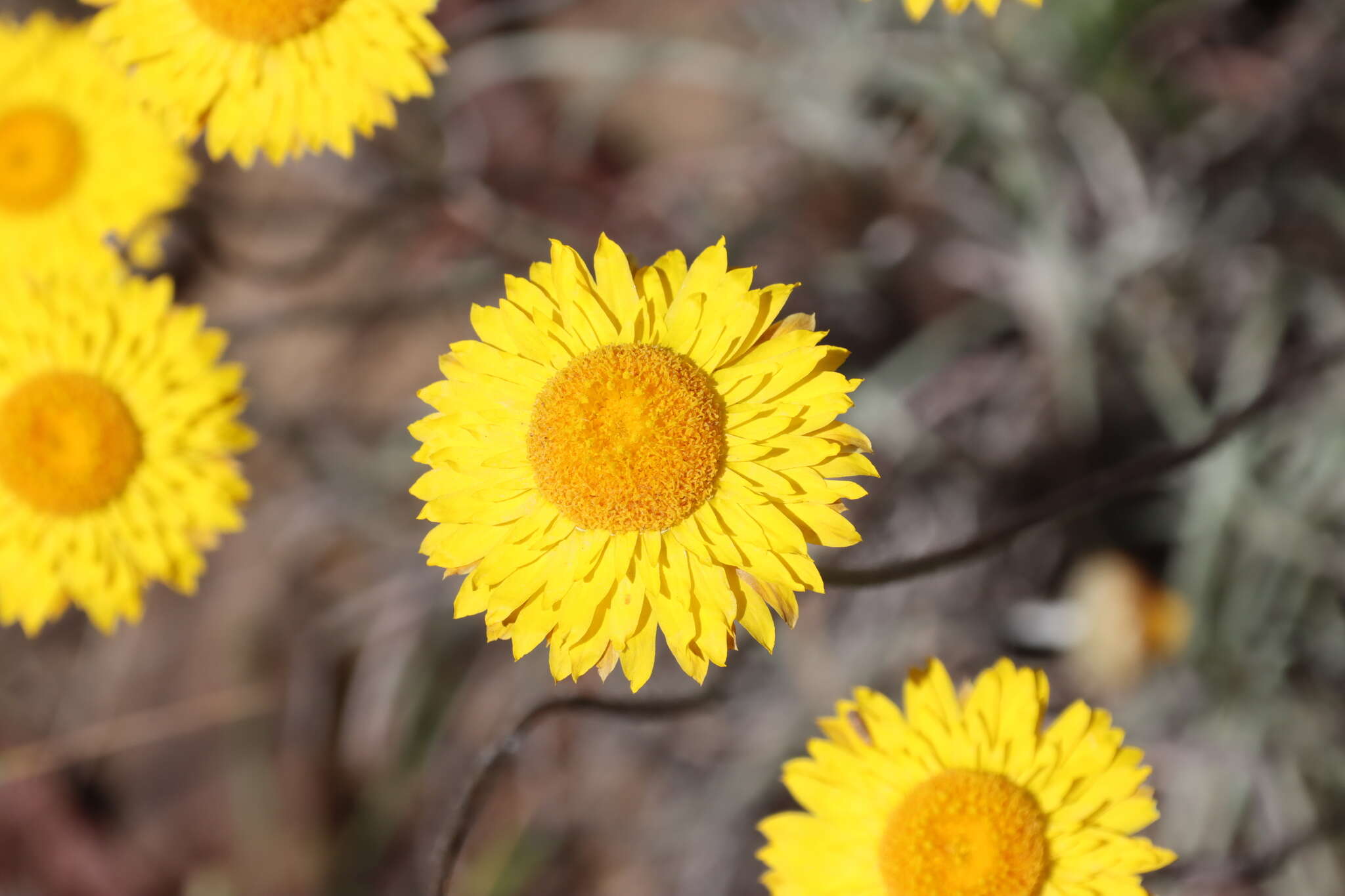 Image of Leucochrysum albicans subsp. albicans