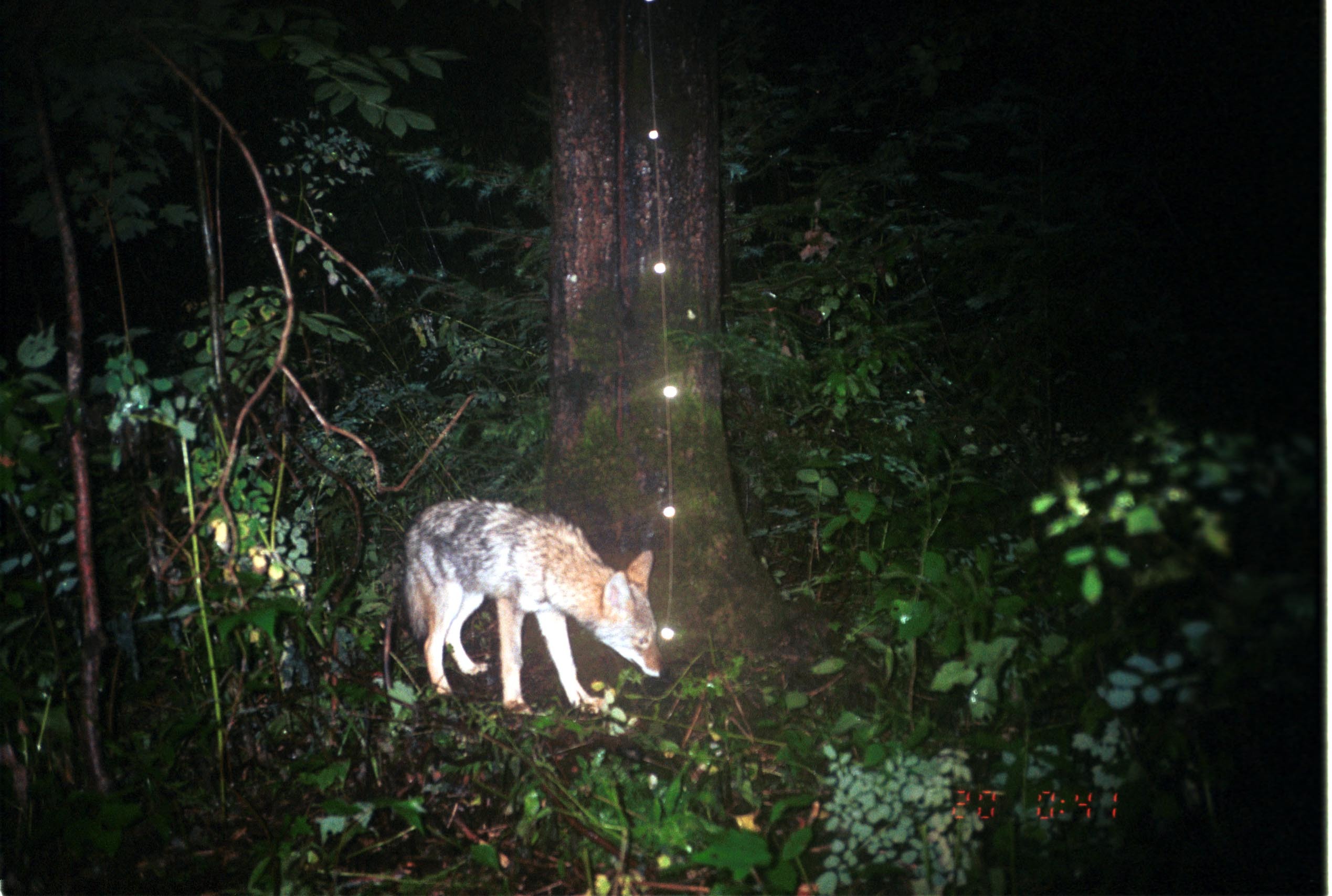 Image of American jackal