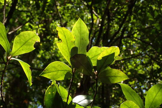 Image of Rhododendron tashiroi Maxim.