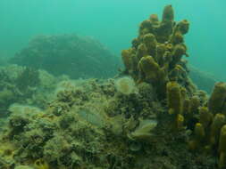 Image of Grey Wrasse