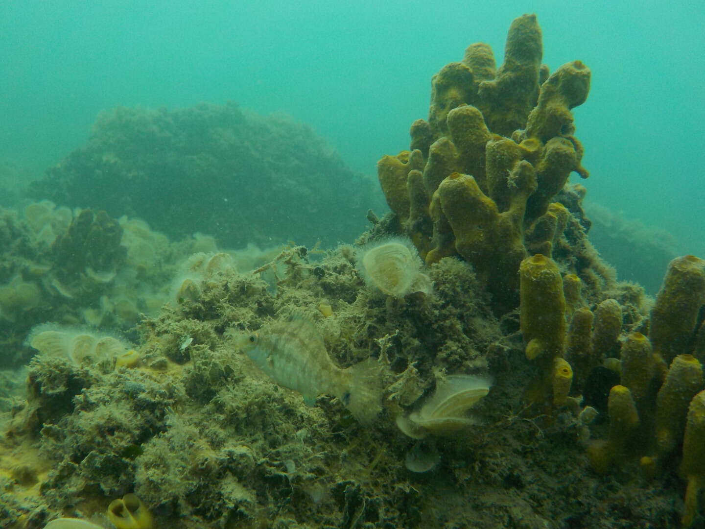 Image of Grey Wrasse