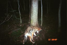 Image of American jackal