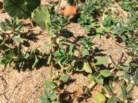 Image of Euphorbia segetalis var. pinea (L.) Lange