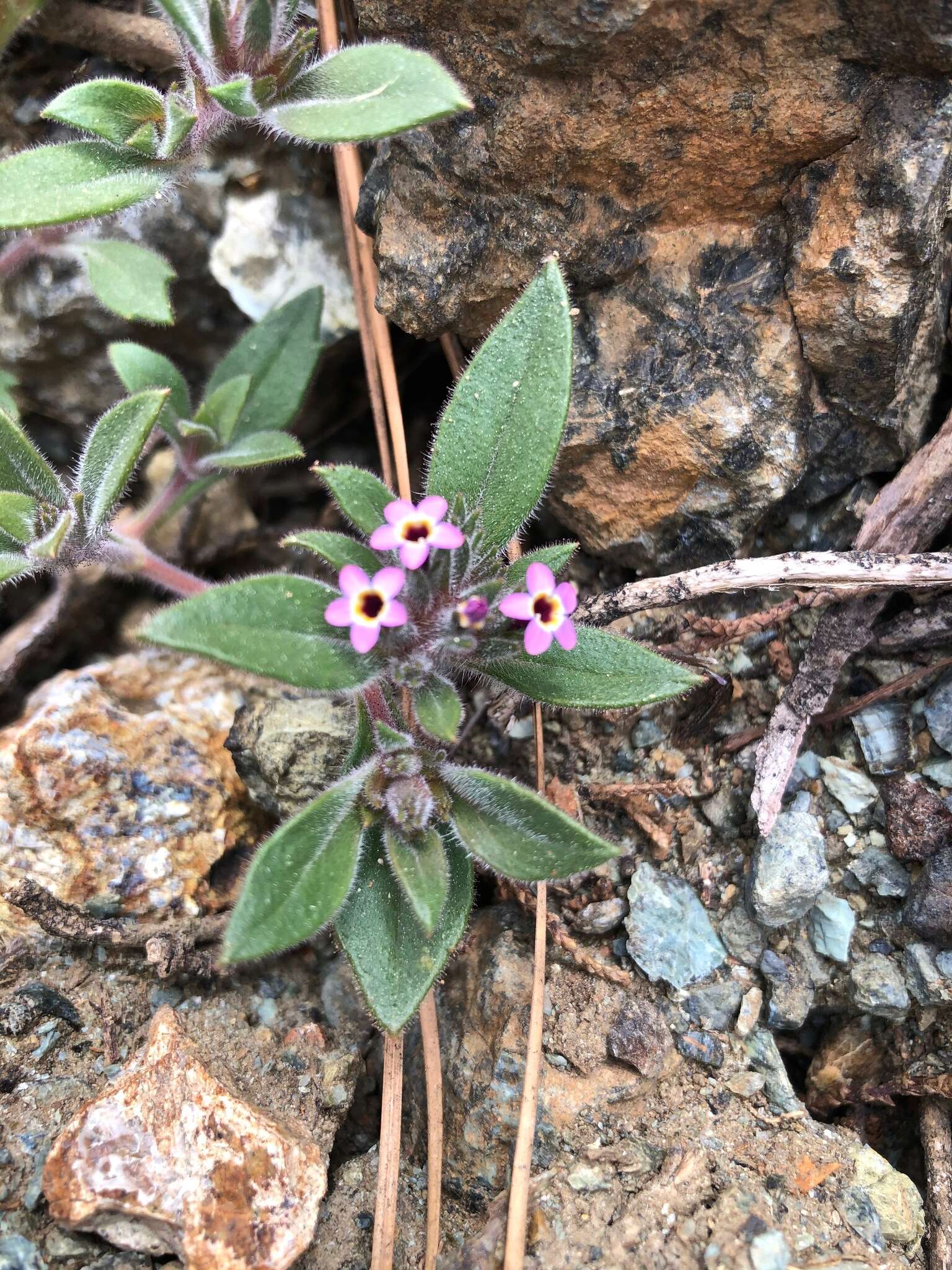 Image of serpentine collomia