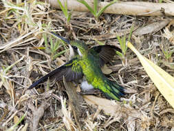 Image of Short-tailed Emerald