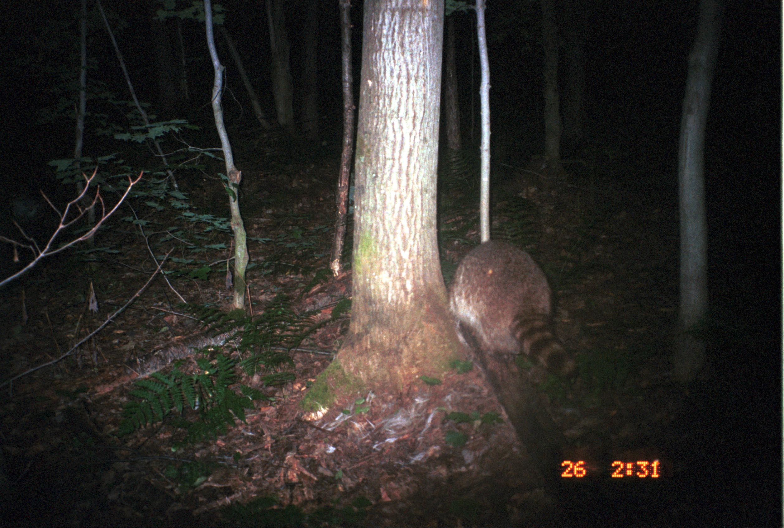 Image of Northern Raccoon