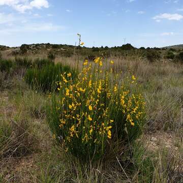 Image of <i>Cytisus scoparius</i> subsp. <i>reverchonii</i>