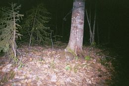 Image of snowshoe hare