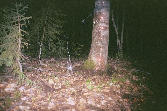 Image of snowshoe hare