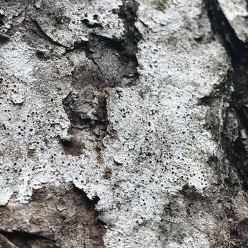 Image of acrocordia lichen