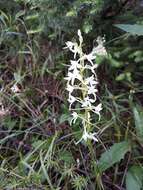 Image of lesser butterfly-orchid