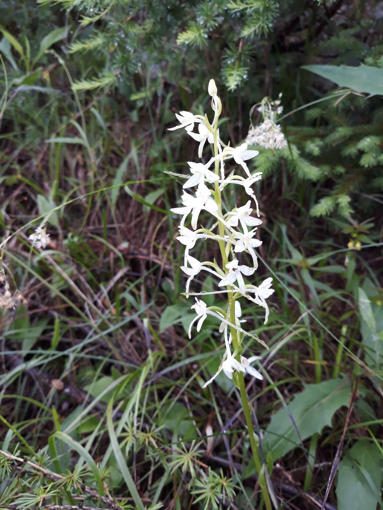 Image of lesser butterfly-orchid