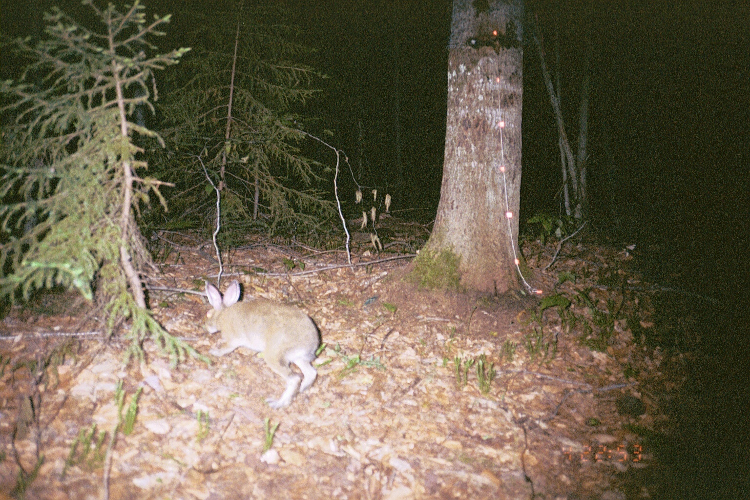 Image of snowshoe hare