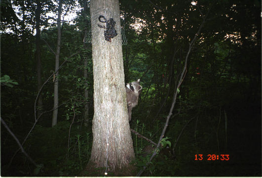 Image of Northern Raccoon