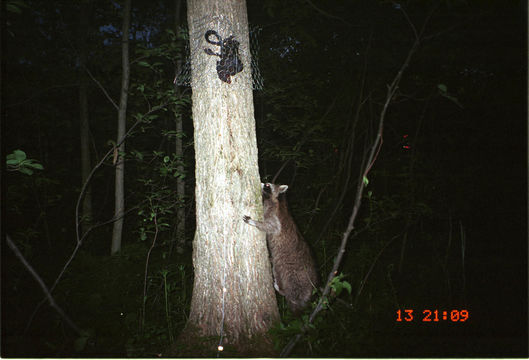 Image of Northern Raccoon