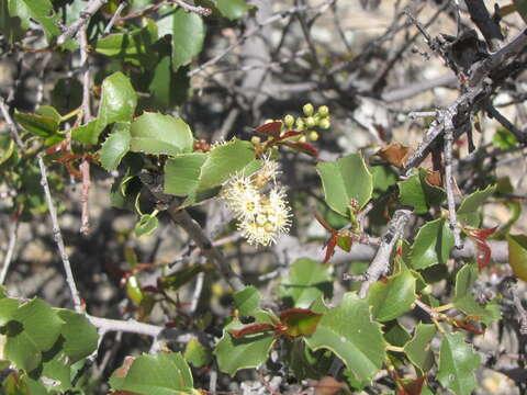 Plancia ëd Prunus ilicifolia subsp. ilicifolia