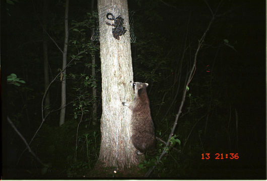 Image of Northern Raccoon