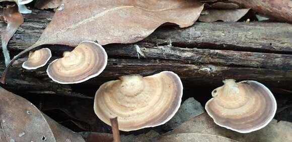 Image of Trametes modesta (Kunze ex Fr.) Ryvarden 1972