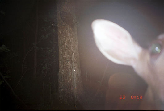 Image of White-tailed deer