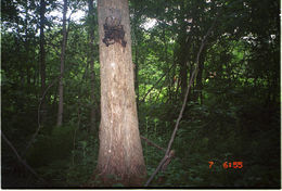 Image of American Red Squirrel