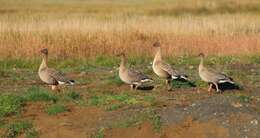 Imagem de Anser brachyrhynchus Baillon 1834