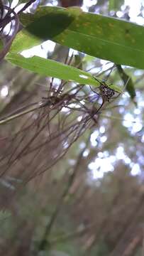 Image of Gasteracantha sanguinea Dahl 1914