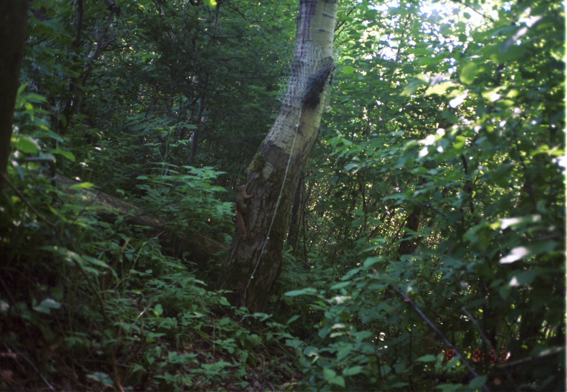 Image of American Red Squirrel