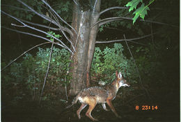 Image of American jackal