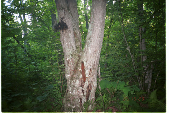 Image of American Red Squirrel