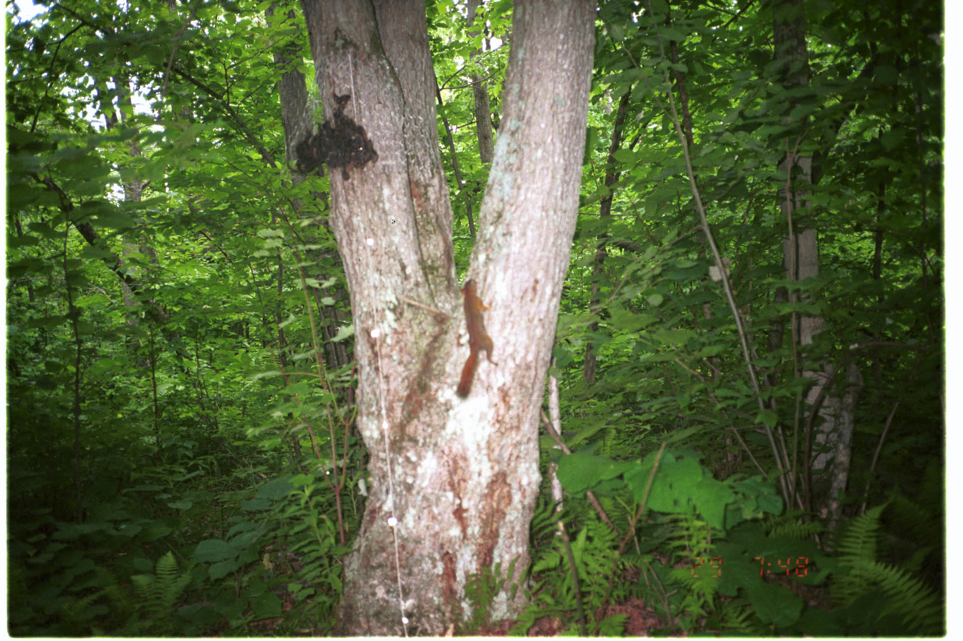 Image of American Red Squirrel