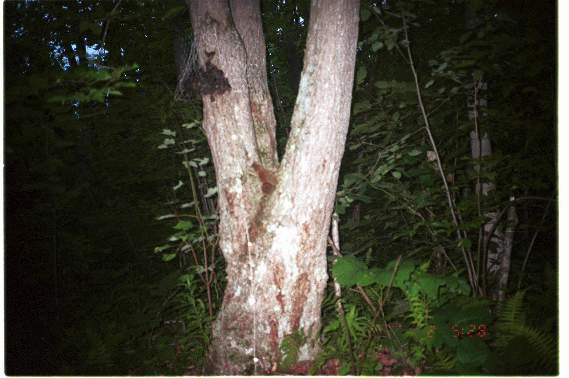 Image of American Red Squirrel